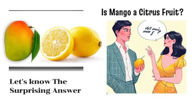 Two fruits and two people on either side, with the question ‘Is Mango a Citrus Fruit?’ and the answer ‘Not quite mango’ written on them.