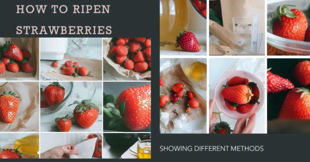 The image shows different methods of ripening strawberries, explaining how to ripen them.