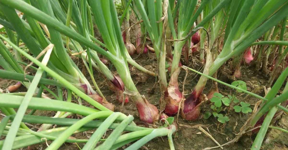 onion farming in the field.