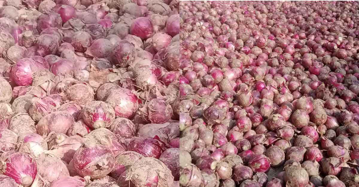 Onions after harvesting. 