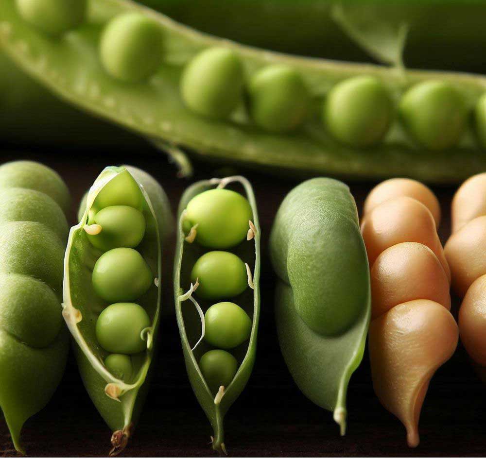 peas in different stages