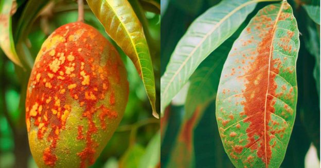 On a natural background, there is a mango and a leaf with symptoms of red rust disease.