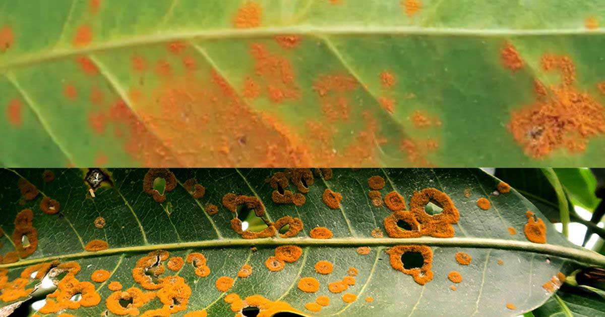 Two green mango leaves with symptoms of red rust disease, one close-up and one wider.