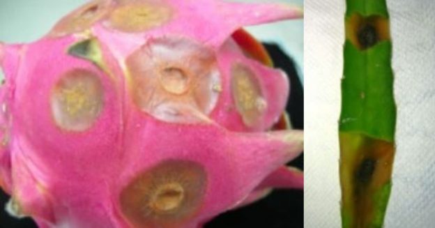 A pink dragon fruit and a green stem with signs of disease infection.