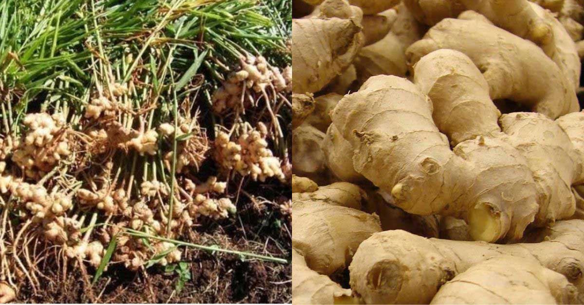 Ginger roots and plants. Green leaves, white flowers on the left: Knobby, light brown meat on the right.