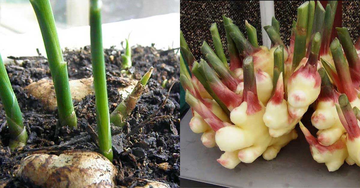 Ginger plants have two growth stages: young plants with green shoots and mature plants with pink and white rhizomes.