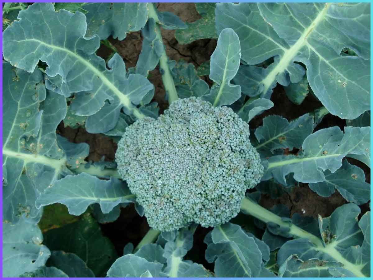 The green color of the broccoli grows from Scraps and the large green leaves surrounding it.