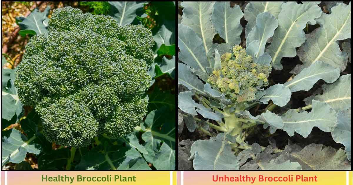 Two broccoli plants are placed side by side, one showing healthy growth and the other appearing unhealthy.