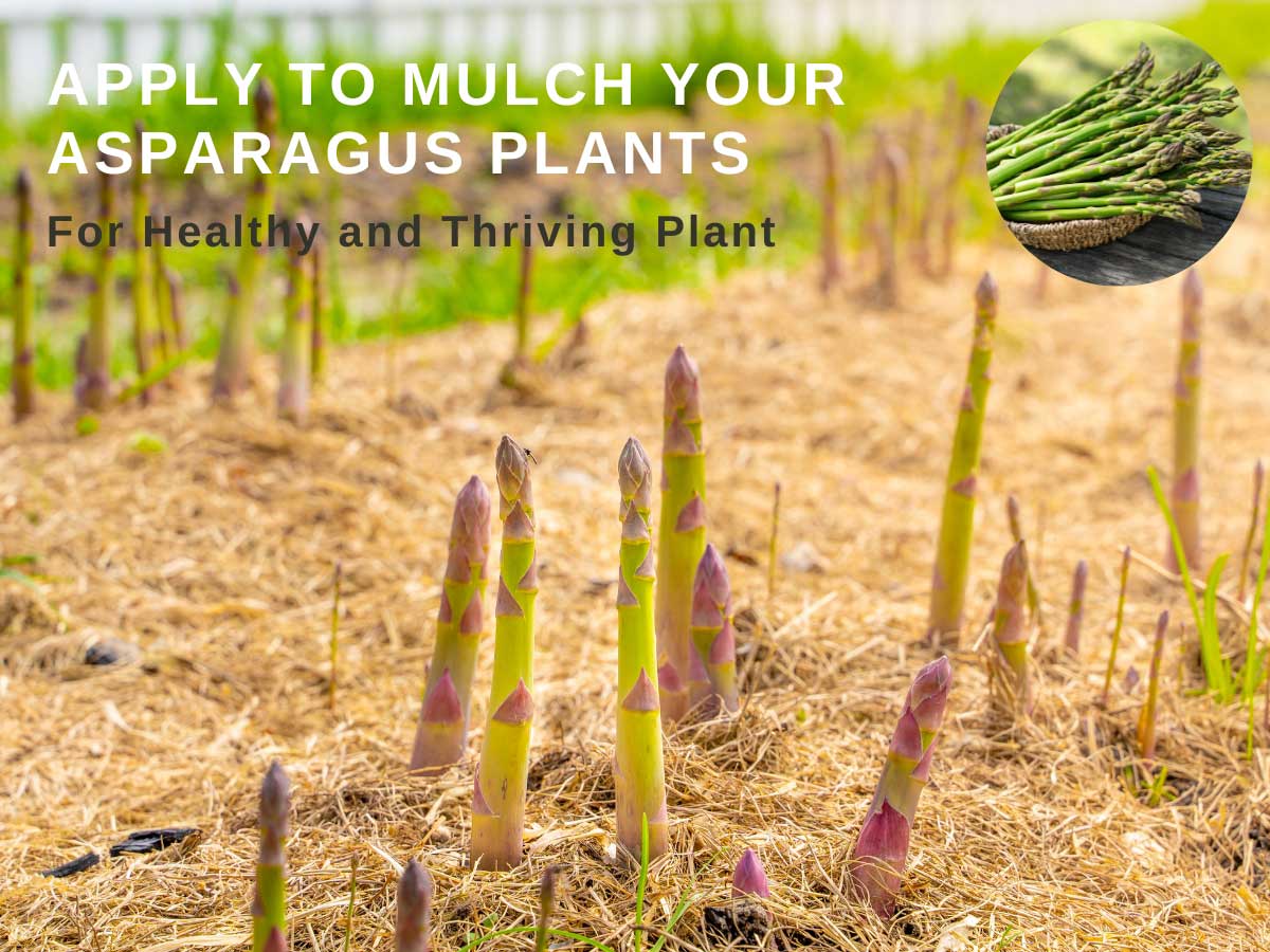 Mulching Asparagus Plants Everything You Need To Know