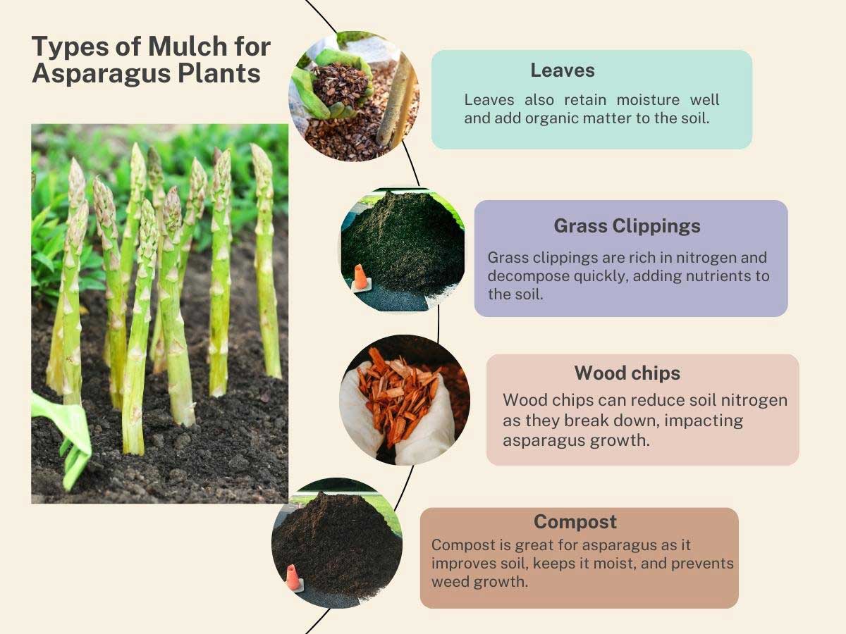 Best Options for Mulching Asparagus Plants.