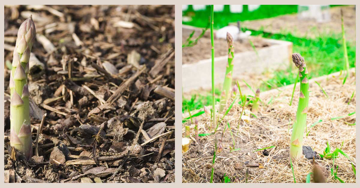 An image demonstrating the proper technique for applying mulch to asparagus plants.