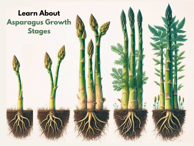 Asparagus growth stages-emerging shoots, spears, mature ferns in one educational image.