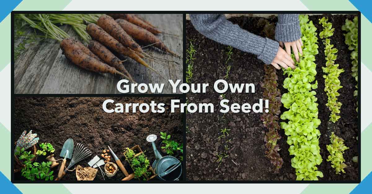 how-to-grow-carrots-from-seed-a-complete-guide-for-beginners