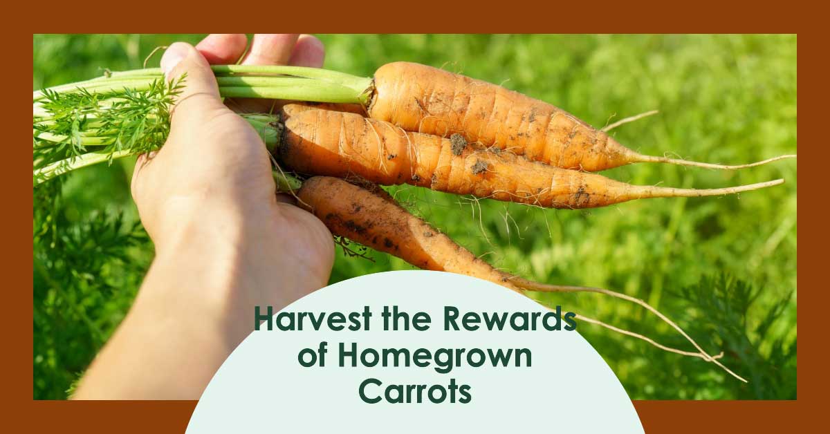 A person gently harvesting a fresh carrot from the garden bed demonstrates the results of successful carrot cultivation.