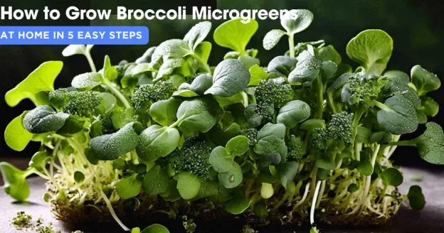 Broccoli microgreens and written text on how to grow in 5 steps.