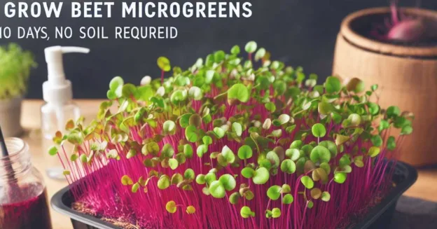 A tray of fresh and colorful beet microgreens on a table, with scissors and a spray bottle nearby. The text 'How to Grow Beet Microgreens.