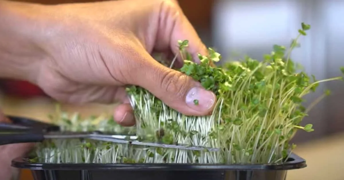 A hand using sharp scissors to harvest 2-3 inch tall broccoli microgreens.