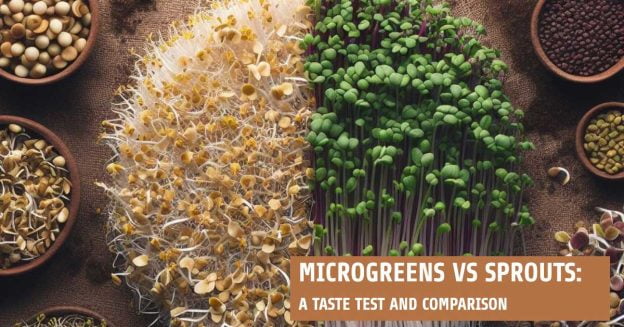 Image showing a taste test and comparison of microgreens vs. sprouts.