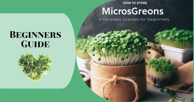 For a beginner's guide on how to store microgreens. The image features a heart-shaped microgreen and several pots.