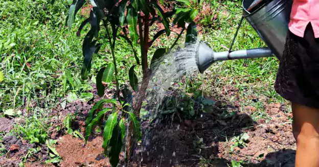 A person in a black skirt is watering his mango trees in a garden in summer.