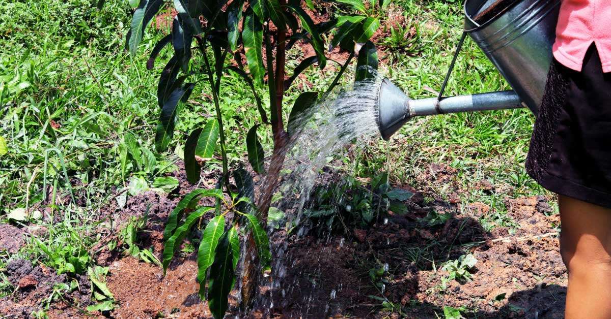 Watering Mango Trees in Summer: How Much and When