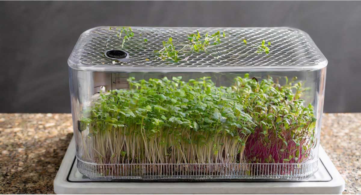 The dehydrating process with microgreens arranged on a mesh tray inside a dehydrator.
