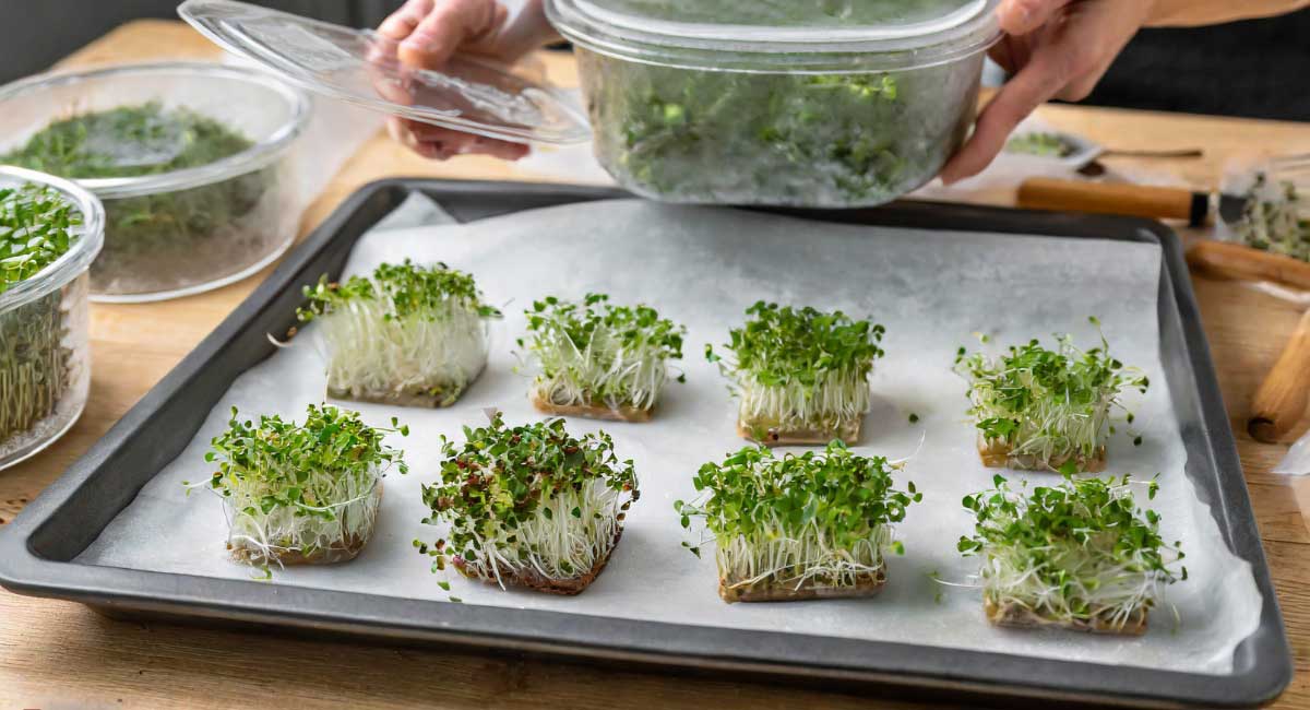 Step-by-step process of freezing microgreens individually on a baking sheet lined with parchment paper.