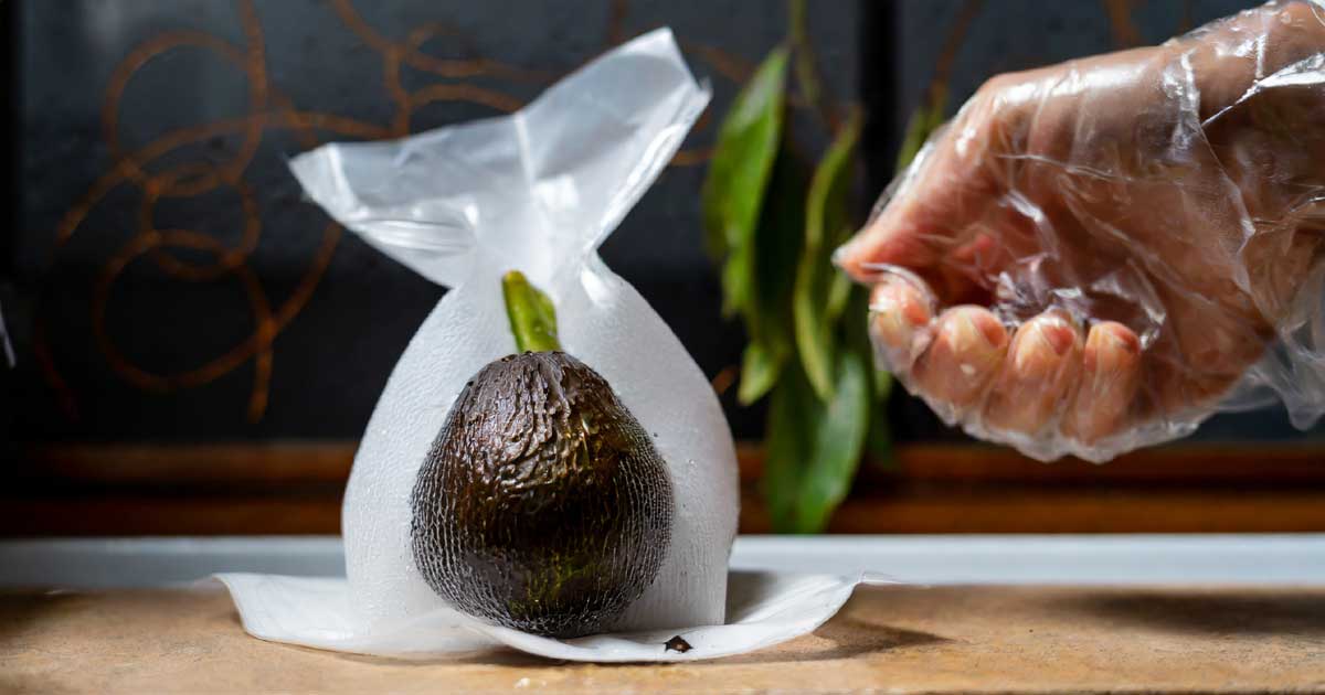 A ripe avocado seed wrapped in a damp paper towel, and enclosed in a plastic bag with air and ventilation holes.
