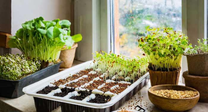Growing lettuce seeds indoors.