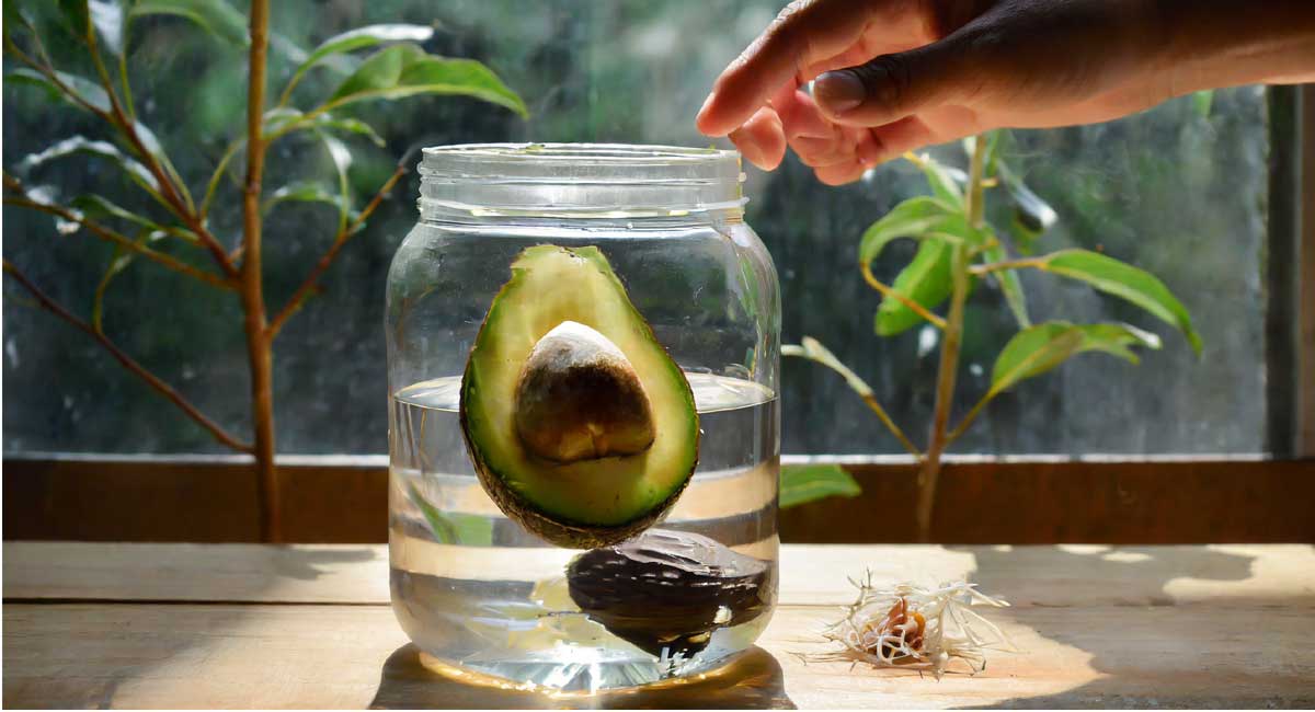 An avocado seed placed in a jar of water with the pointed end up, fully submerged, and placed in a sunny spot.
