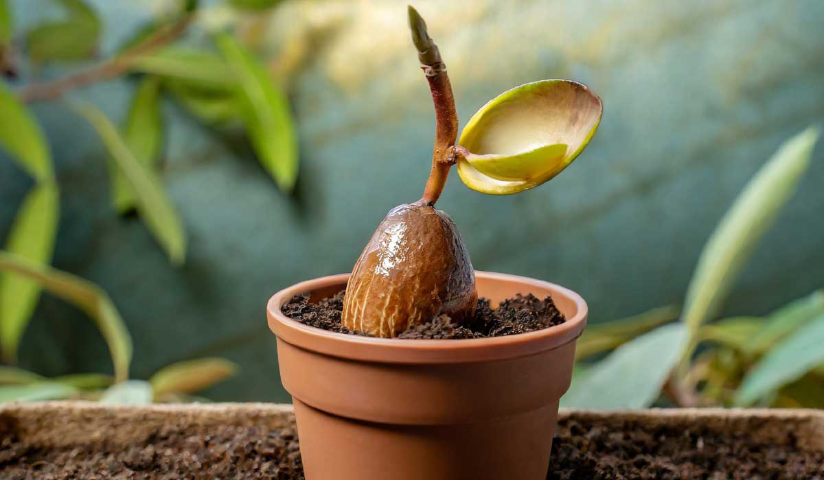 A ripe avocado seed is positioned in a pot with a well-draining potting mix.