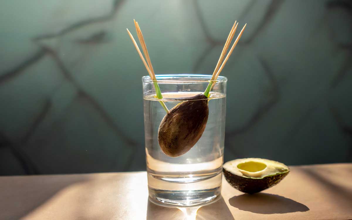A ripe avocado seed suspended over a glass of water with toothpicks inserted around its middle.