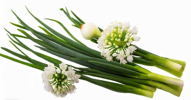 Green onions with their flowers in white background.