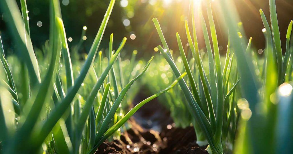 How to Fertilize Onions When, How, and What to Use ToAgriculture