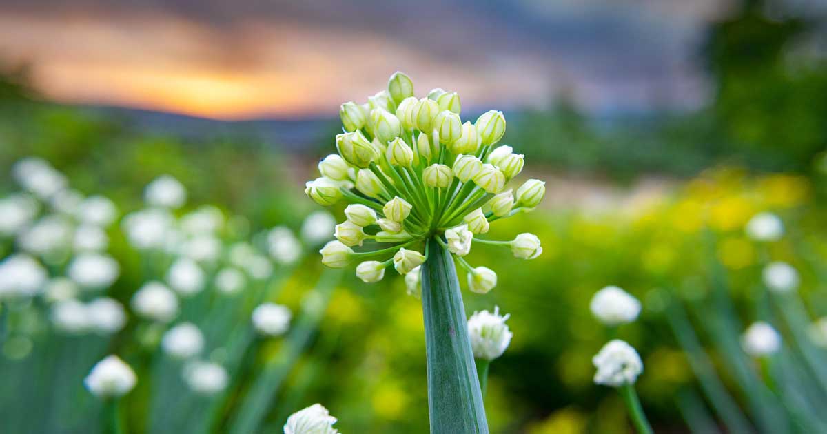 Green onions with their
flowers.
