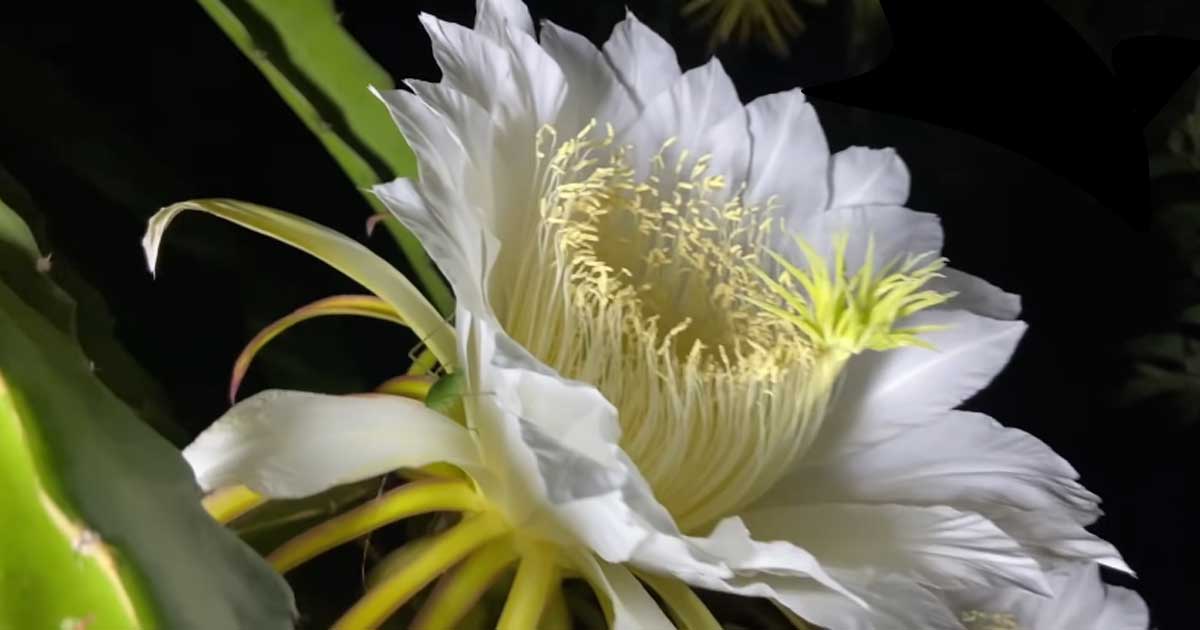 A white night-blooming cereus flower with yellow stamens on a black background, its pollination stage.