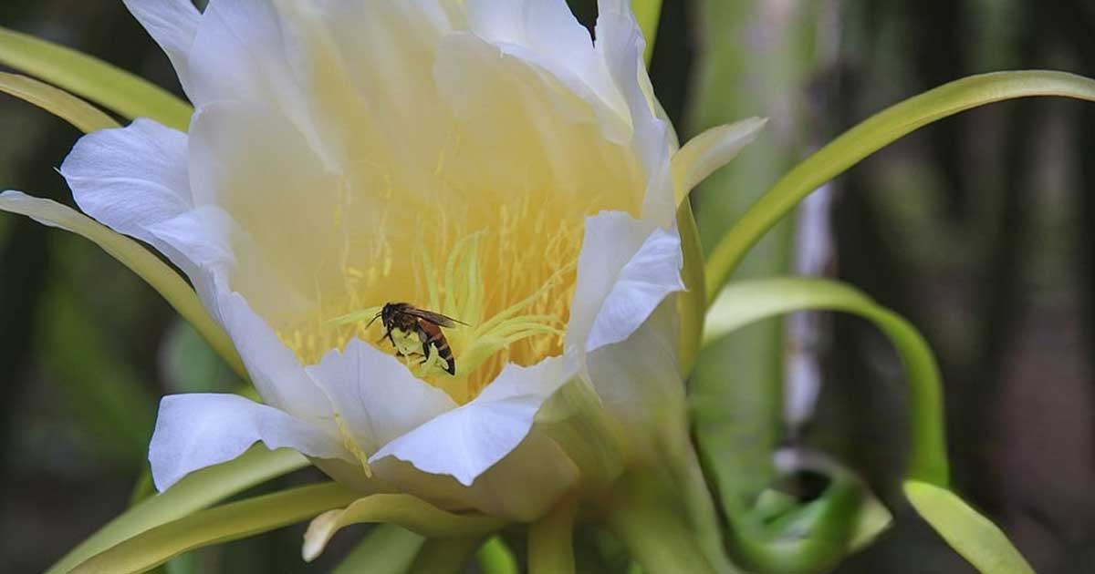 A white flower with a bee on the yellow center and green foliage in the background.