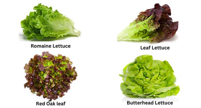 Four types of lettuce for growth in Texas; Romaine, Leaf, Red Oak Leaf, and Butterhead.