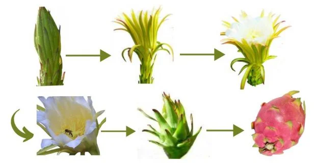 Showing the stages of a dragon fruit flower growth, from a green bud to a pink fruit with green leaves.