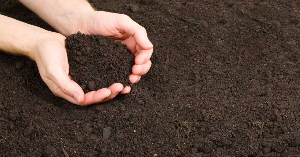 A pair of hands holding a handful of topsoil over a bed. The hands are cupped, and the soil is dark and rich.