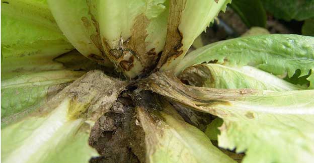 The base of a lettuce plant with visible signs of bacterial rot and decay.