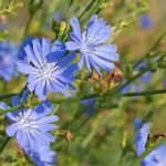 Vibrant blue Chicory flowers in full bloom, surrounded by green stems and leaves, under the bright sunlight.