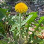 A vibrant yellow dandelion flower stands tall amidst green leaves and dry foliage, illuminated by natural sunlight.