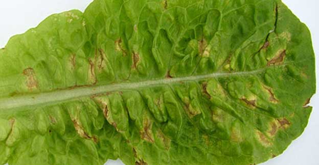 Yellow patches on upper lettuce leaves and fuzzy white growth on undersides indicate downy mildew.