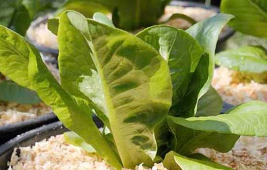 A close-up view of a vibrant green lettuce cupping growing stage. 