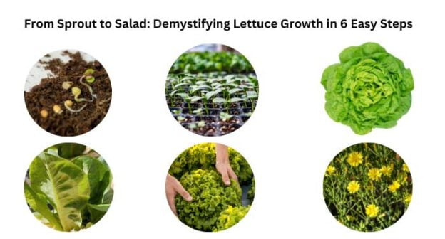 Showing the six stages of lettuce growth: germination, seedlings, rosette, cupping, harvesting, and flowering.