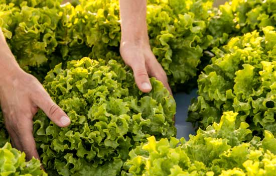 A person's hands gently harvesting vibrant green lettuce from a lush garden.