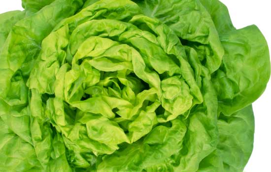 lettuce growth is the rosette stage, the plant forms a circular arrangement of leaves around the stem.