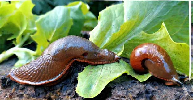 A brown slug and a snail on green lettuce leaves.