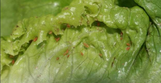 A green lettuce leaf infested with small aphids.
